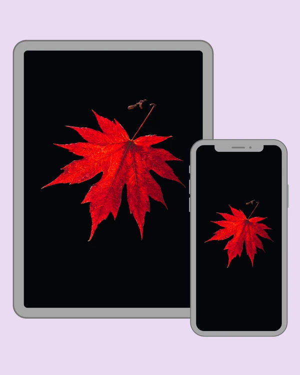 Brilliant red maple leaf isolated dramatically on a black background