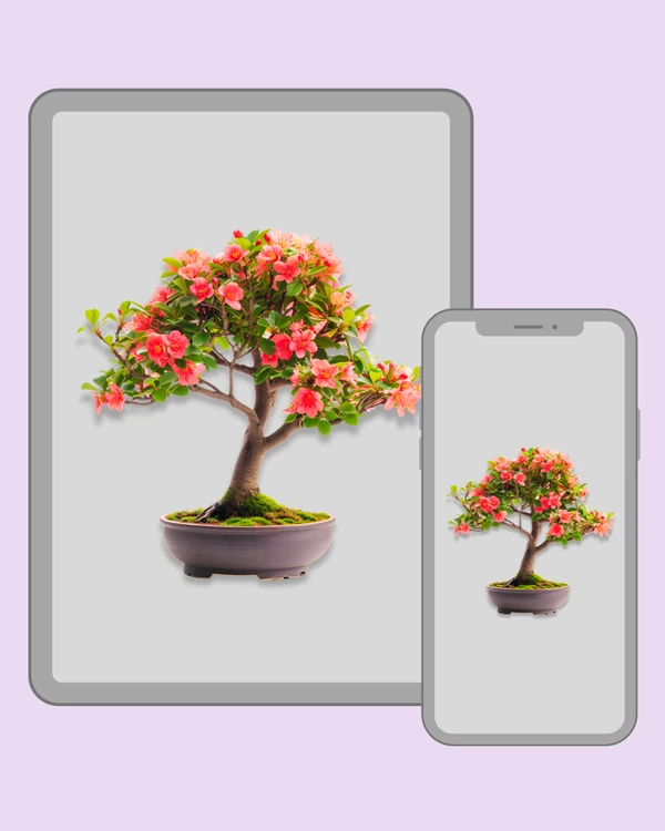 Flowering bonsai tree with coral pink blossoms and green leaves