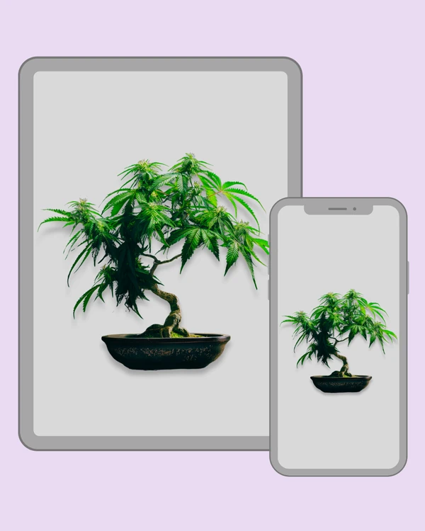 Unusual cannabis bonsai tree with green leaves and buds