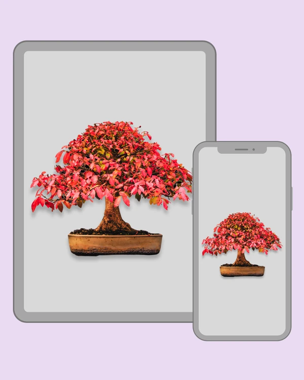 Autumn bonsai tree with a rounded crown of vivid red leaves