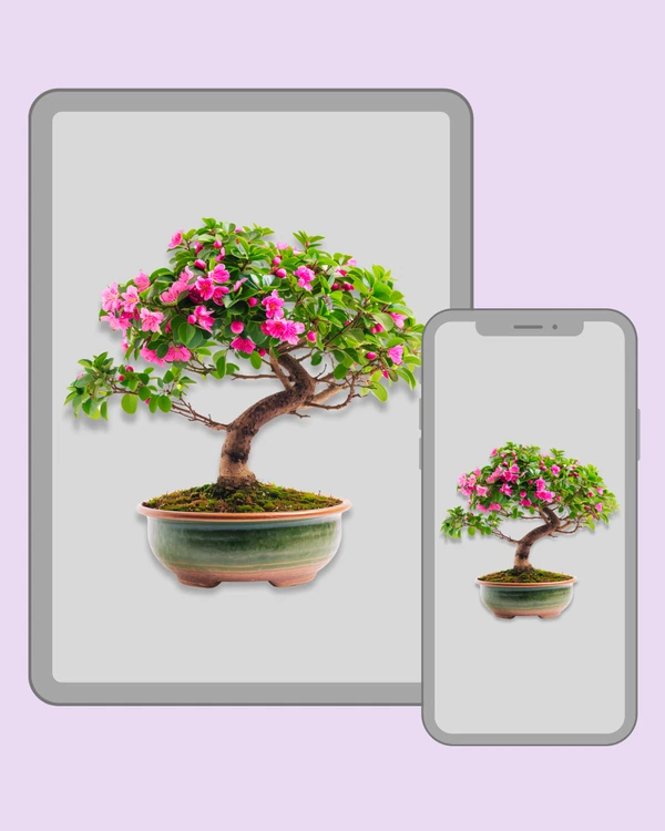 Lush bonsai tree covered with vivid pink flowers