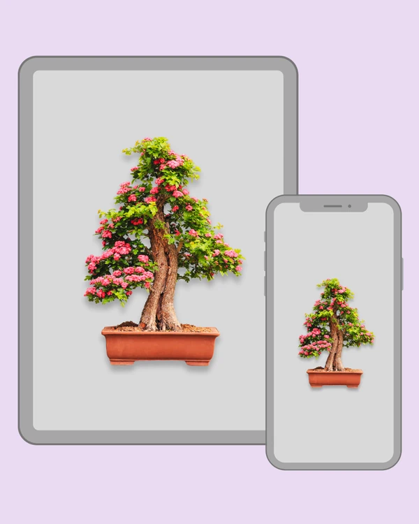 Tall flowering bonsai tree with clusters of bright pink blooms