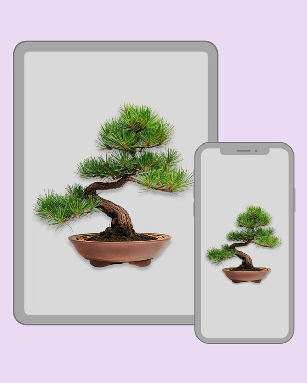 Pine bonsai tree with long green needles and curved trunk