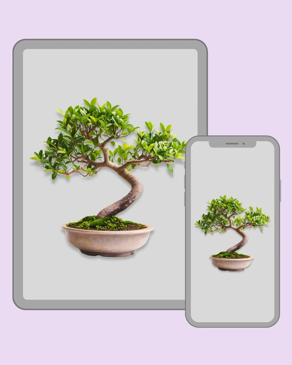 Green leafy bonsai tree with an elegant curved trunk