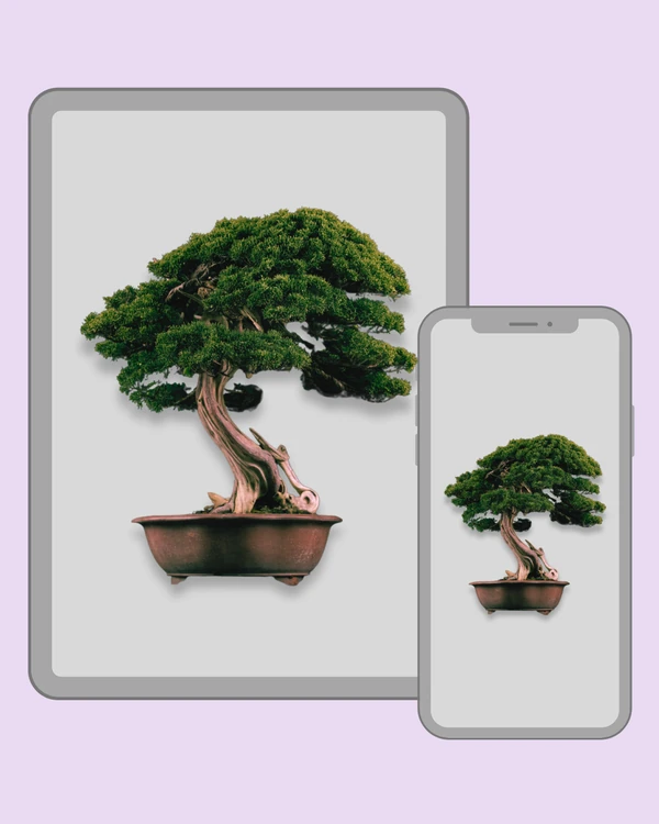 Dense evergreen bonsai tree with a sculptural weathered trunk