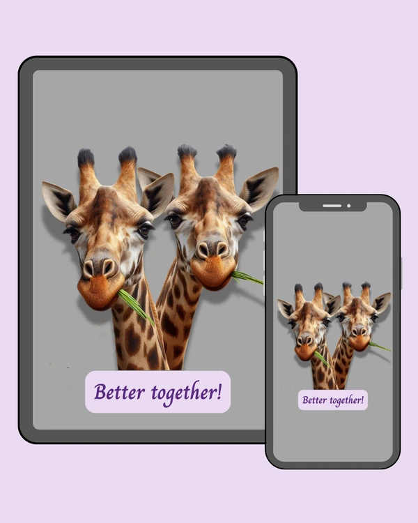 Two giraffes standing together and chewing grass