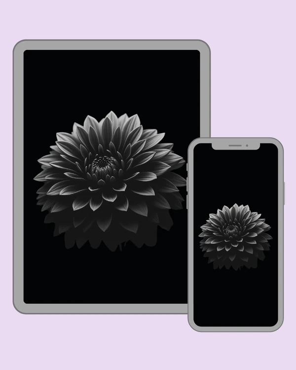 Dramatic monochrome flower with layered petals emerging from a deep black background