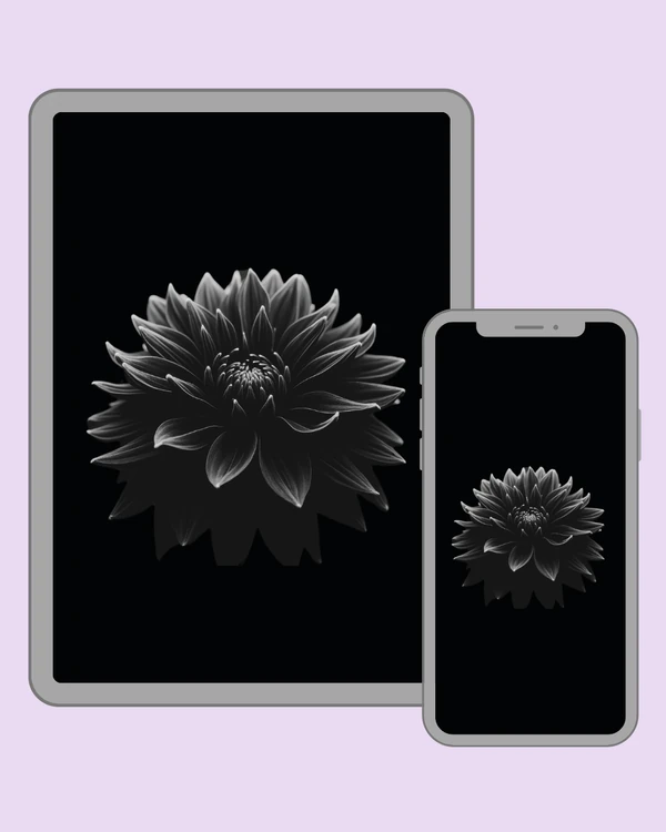 Dark monochrome flower with luminous petal edges floating against a black background
