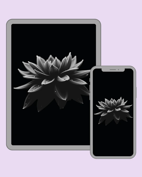 Elegant black and white flower with delicate water droplets on its petals