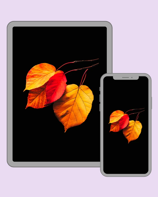 Vibrant orange and red autumn leaves floating against pure black
