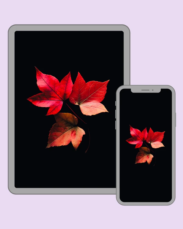 Rich crimson autumn leaves arranged against a minimalist black background