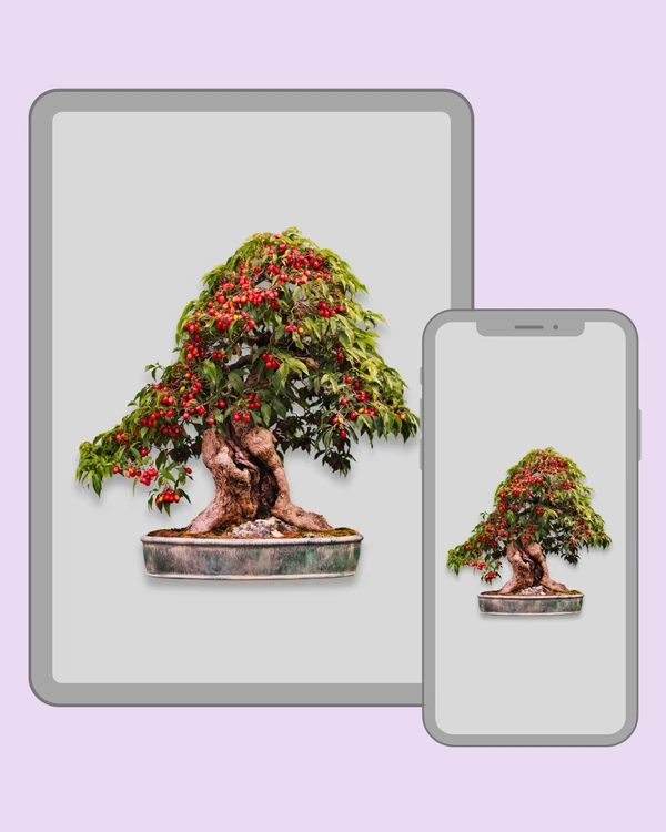 Fruit bonsai tree with abundant bright red berries
