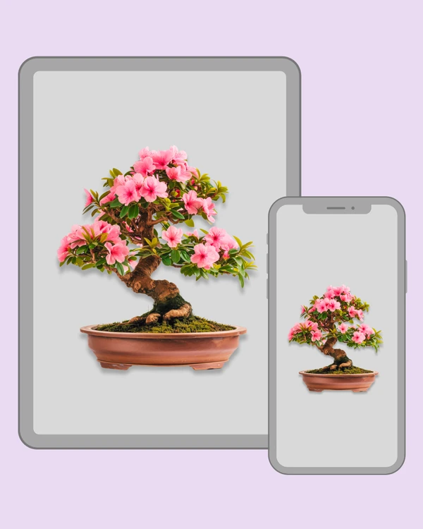 Flowering bonsai tree with soft pink blossoms and twisted trunk