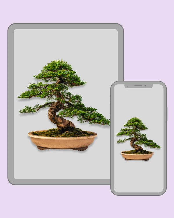 Evergreen bonsai tree with layered branches and twisted trunk