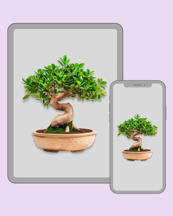 Lush green bonsai tree with a thick S-shaped trunk
